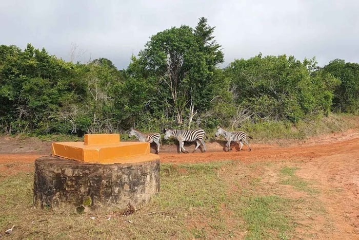 Diani: Viagem guiada de um dia à Reserva de Shimba Hills com almoço