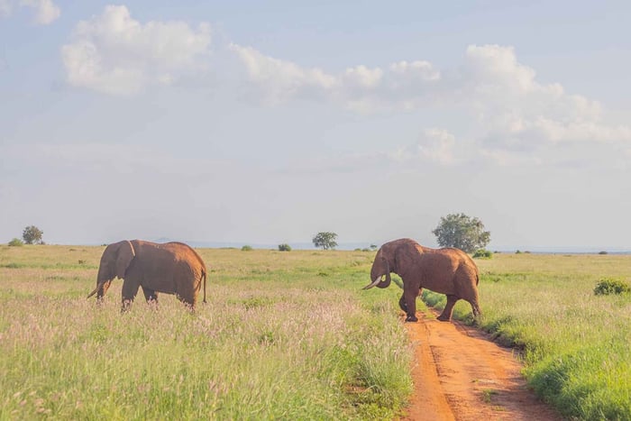 Z Mombasy/Diani: 3-dniowe safari w parkach Tsavo East-Tsavo West