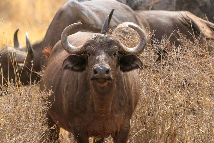From Mombasa/Diani: Tsavo East National Park Day Trip