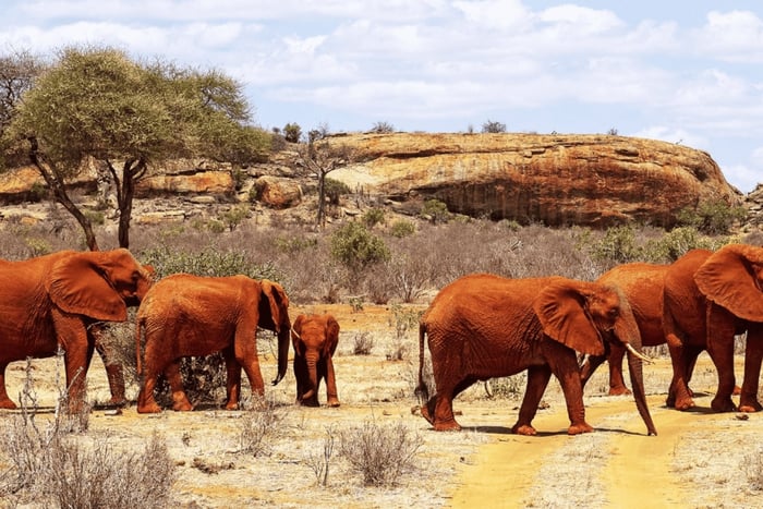 Fra Mombasa: Privat endagstur til Tsavo East Nationalpark