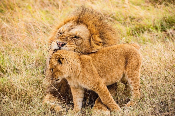 From Nairobi: 2 Days Maasai Mara Group Safari in 4WD Jeep