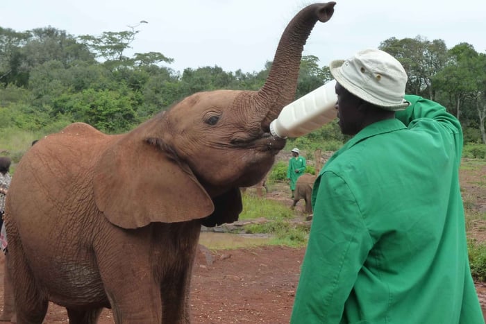 From Nairobi: David Sheldrick Elephant Orphanage Tour
