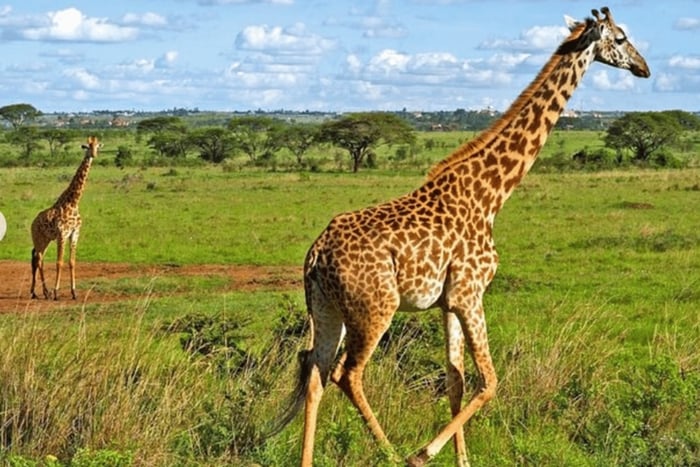 De Nairóbi: Caminhada ao Monte Kilimambogo Ol Donyo Sabuk