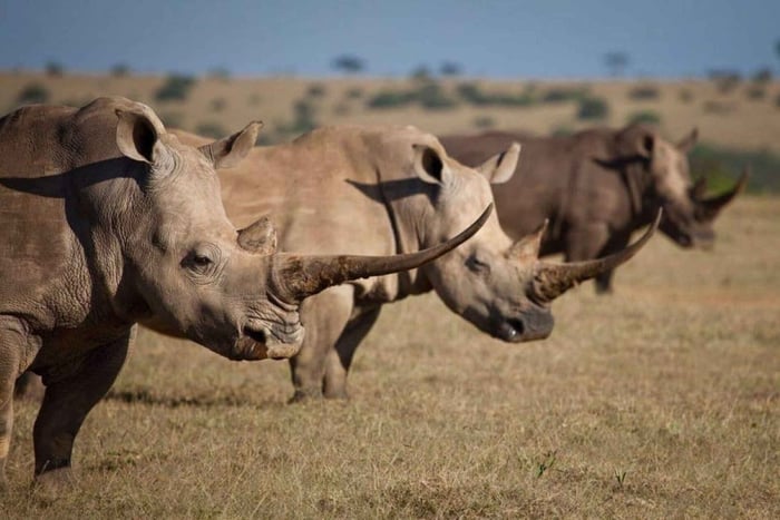Vanuit Nairobi: Overnachting Ol Pejeta Conservancy Safari