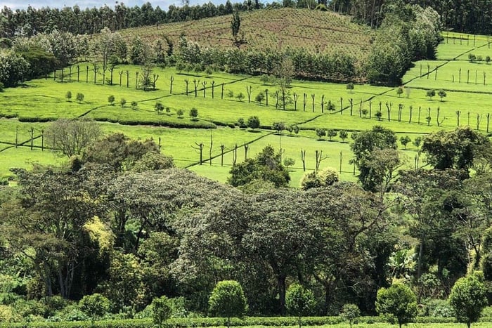 Kericho: Tea Plantation Tour with Tasting and Pickup