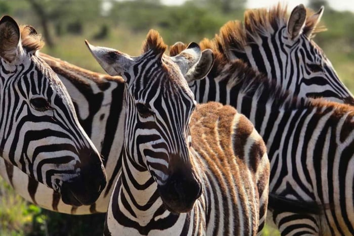 Laikipia: Camel Caravan Walk and Lunch Experience