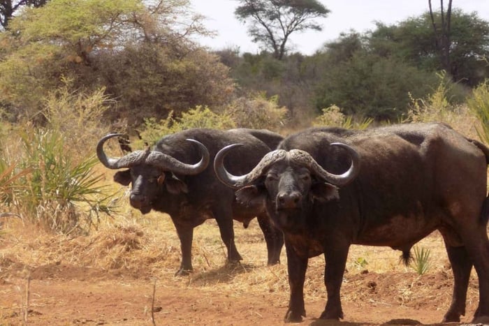 Lodwar: Central Island National Park Guided Day Trip