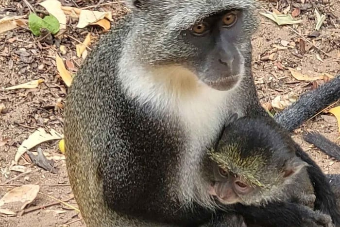 Malindi: Scenic day tour to Arabuko forest and Gede Ruins