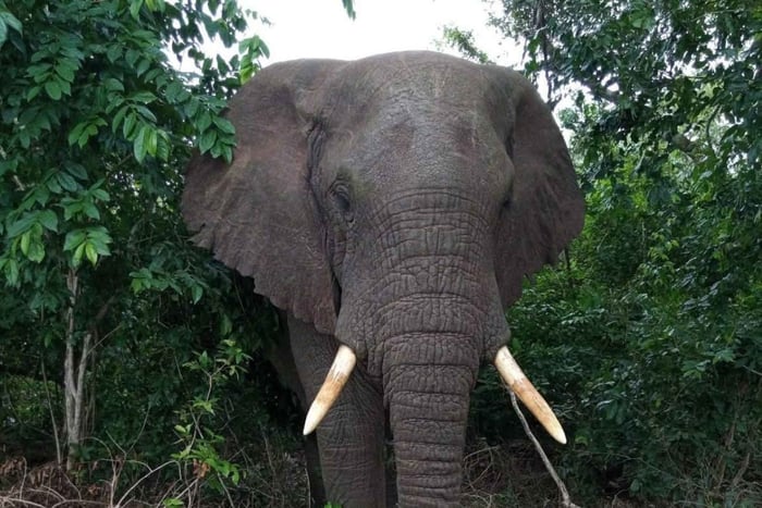 Malindi/Watamu: Half day adventure in Arabuko Sokoke Forest