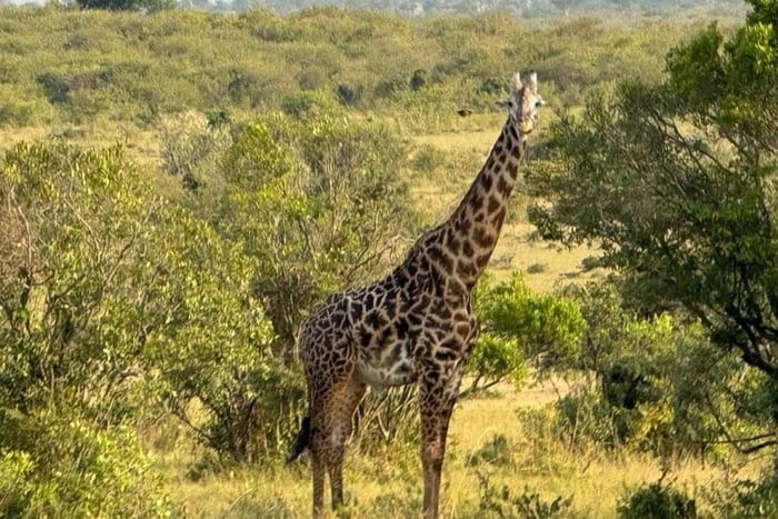 Mombasa: safari met overnachting in Nationaal Park Tsavo West