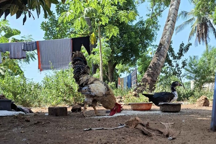 Mombasa: Village Tour, Fishing Experience, and Meal