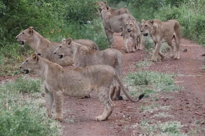 Nairobi: 3 Days 2 nights Maasai Mara group joining safari