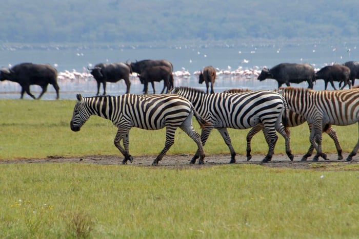 Nairobi:5-Day Maasai Mara,Lake Nakuru &Naivasha Group Safari