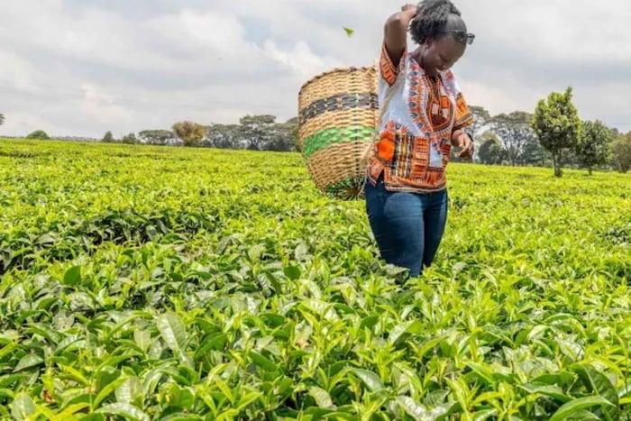 Nairobi: Coffee and Pastry Tour with Tastings