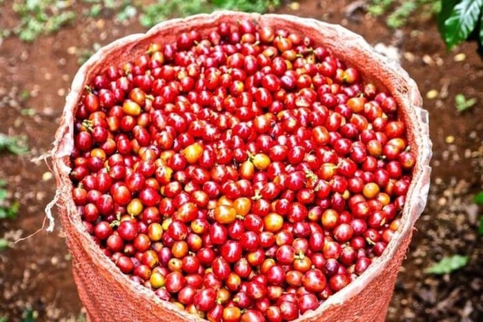 Nairobi: Half day Coffee Farm tour with a local guide