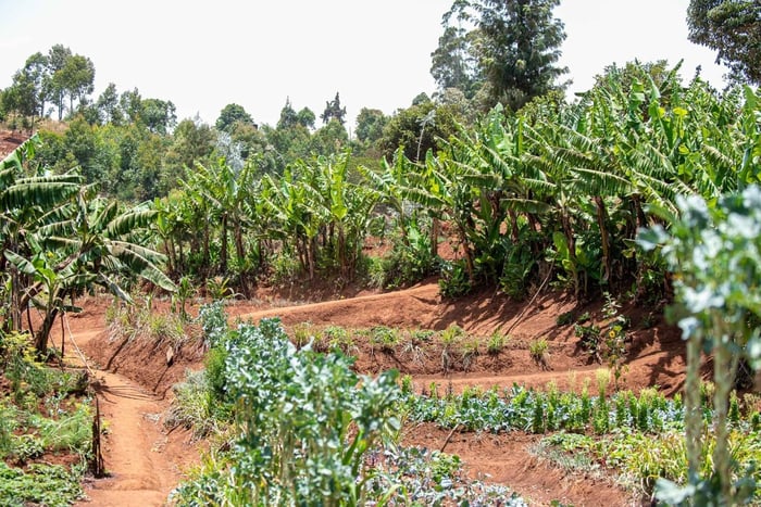 Nairobi: tour over de Mlango-boerderij met les over duurzame landbouw