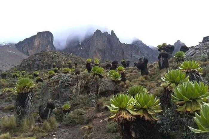 Nairobi: escursione di un giorno sul Monte Kenya con guida locale e trasferimento