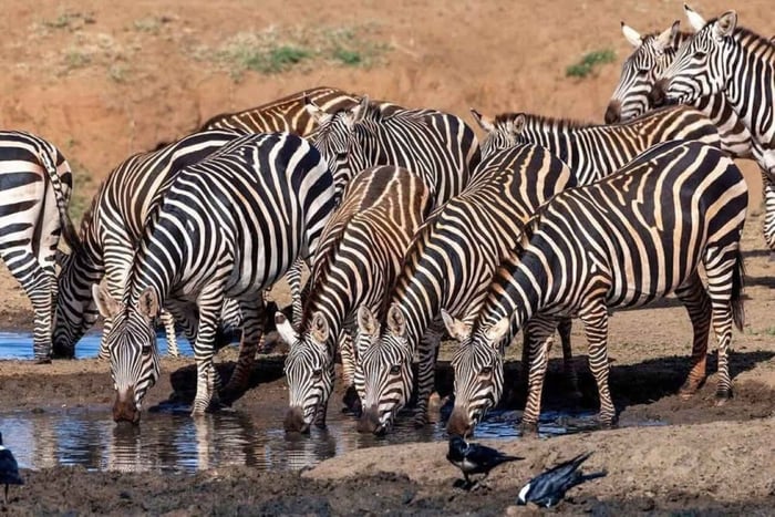 Safari en soirée et au coucher du soleil dans le parc national de Nairobi