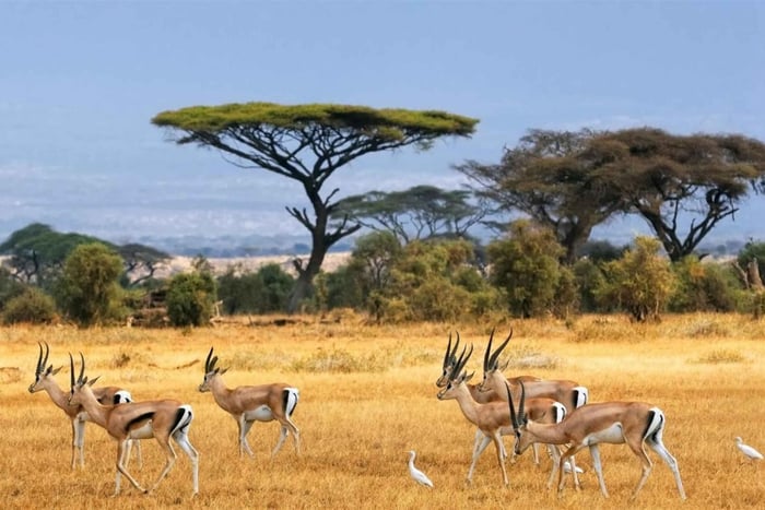 Nairobi National Park: Morning or Evening Big 4 Game Drive