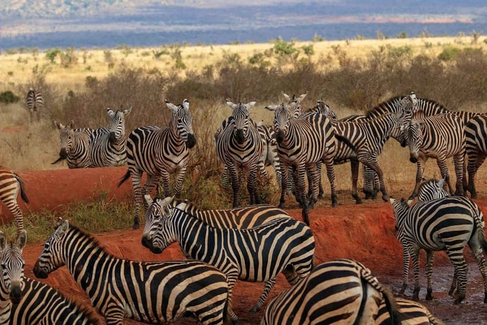 Nocleg Tsavo East Safari z Mombasy/Diani (prywatnie)