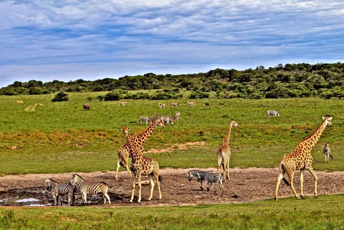 3 days Tsavo East and Saltlick safari from Diani/Mombasa