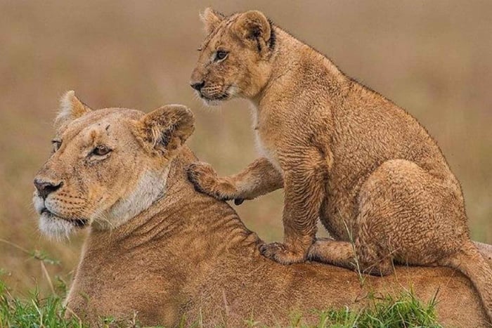 Nairobi: National Park, Elephants & Giraffe Center