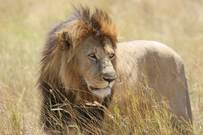 Private Adventure Nairobi national park in 4x4 Landcruiser