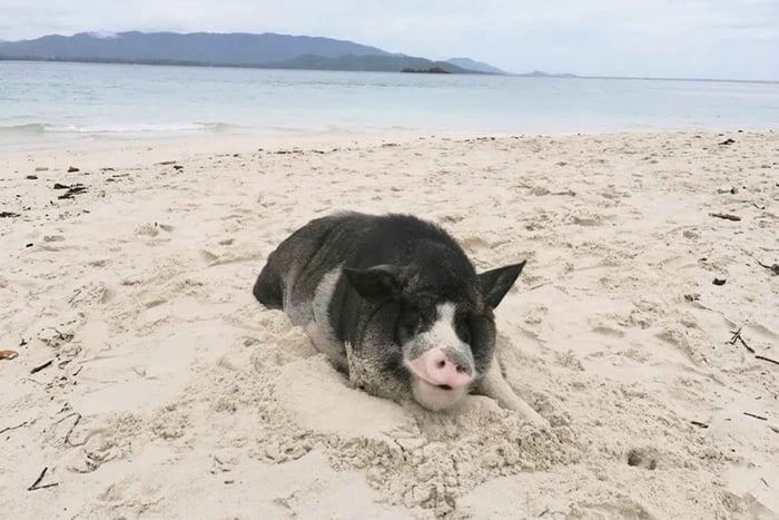 Ko Samui: autentico tour in longtail boat a Pig Island