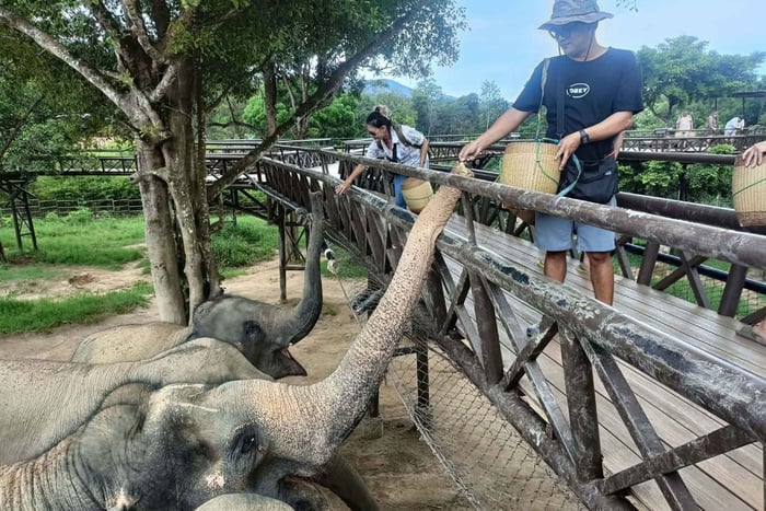 Billet d'entrée pour Elephant Kingdom et visite touristique