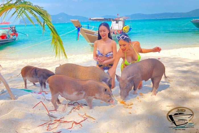 Halbtägige Langheckboot-Tour mit Schnorcheln auf Pig Island
