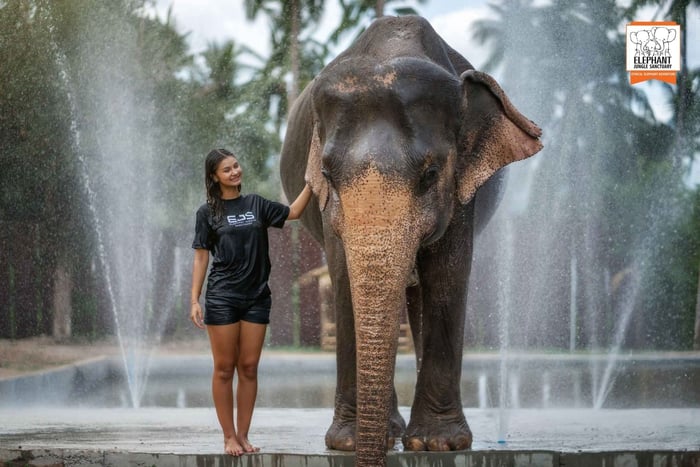 Koh Samui: Excursão de meio dia ao santuário de elefantes na selva