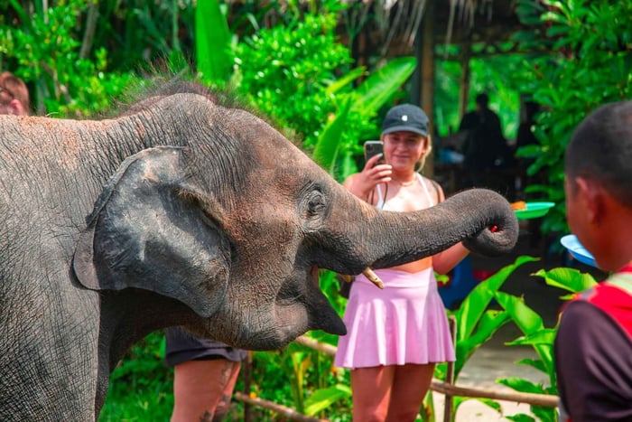 Koh Samui: santuario de elefantes y aventura en la jungla con almuerzo