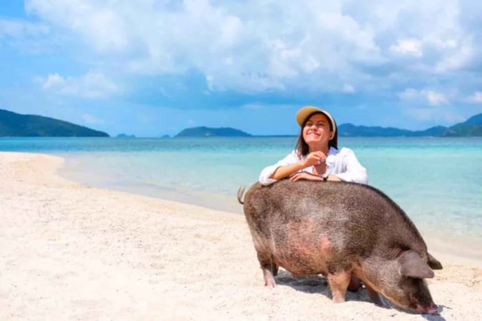 Koh Samui: Dagsutflykt med rosa delfiner, Pig Island och snorkling
