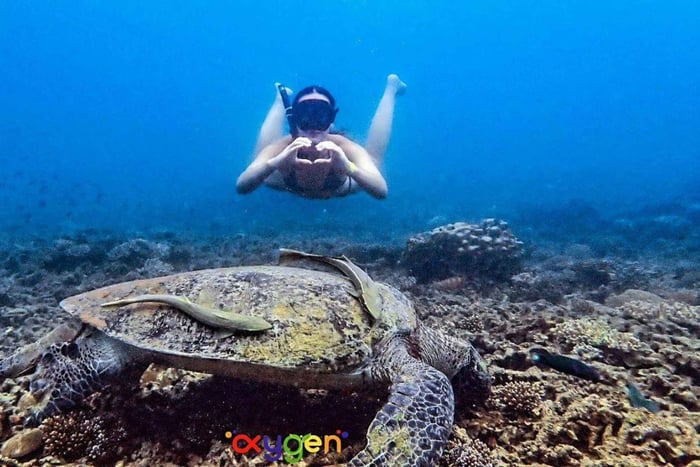 Koh Tao: Early Bird Snorkeling, Beat the Crowds & Spot Turtles