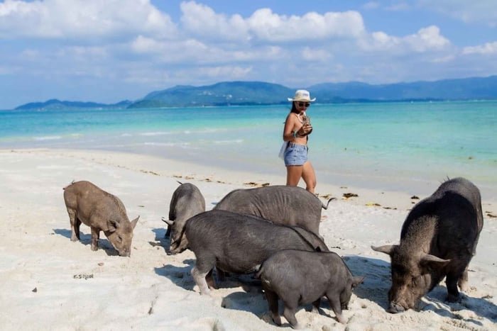 Pig Island Speedboat Tour with Hotel Transfer