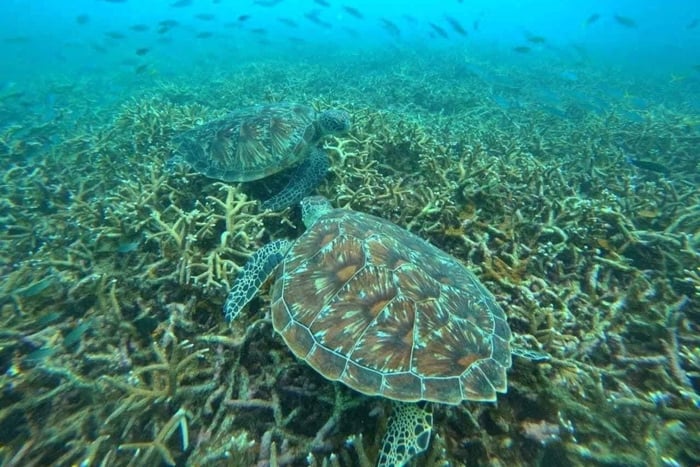 Schnorchelausflug – Ko Tao & Ko Nang Yuan