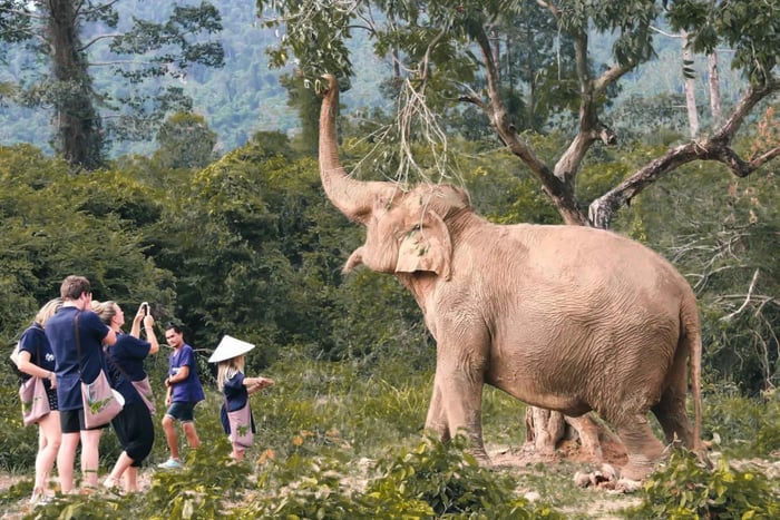 Ethical Elephant Home Guided Tour with Transfers