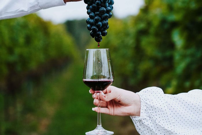 Krakow: Vineyard Tour with Wine Tasting & Dinner