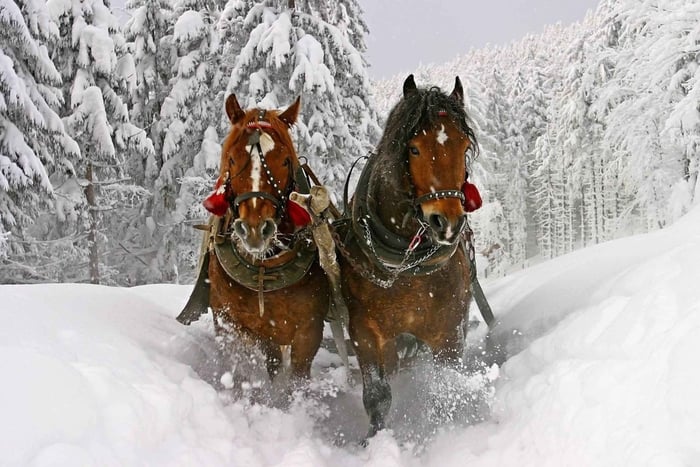 Zakopane Snowmobile & Kulig Day Trip with Dinner