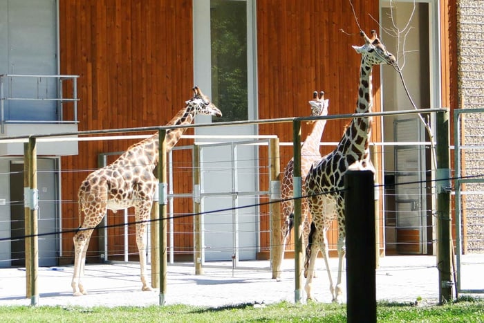 Zoo Entry Ticket with Hotel Pickup and Transfer