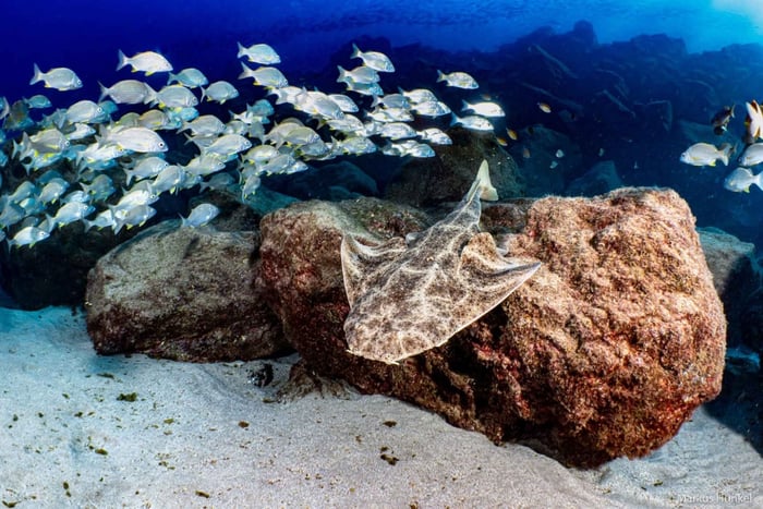 2 Guided Boat Dives near Puerto del Carmen