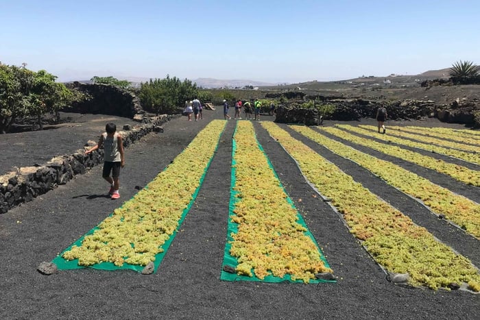 Wine and volcan private tour