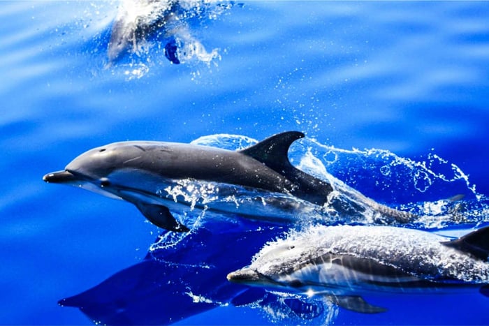 Puerto del Carmen: Speedbådstur med delfinobservation og svømmetur