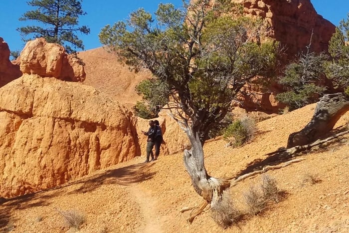 Från Las Vegas: Zion och Bryce Canyon Guidad dagstur