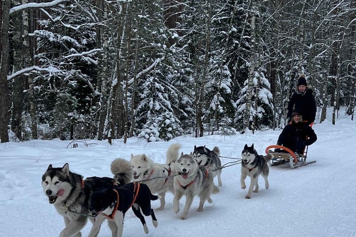 From Riga: Husky Sledding or Wheel Kart Tour