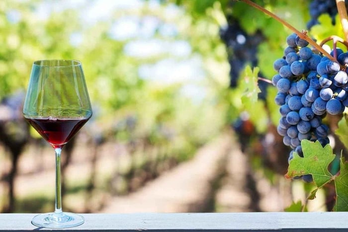 L'Alentejo sur la route des vins, œnotourisme