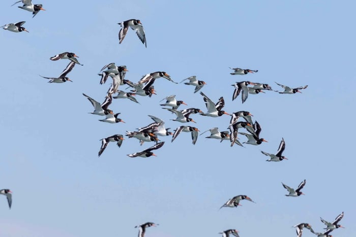 Passeio de barco para observação de aves no Estuário do Tejo