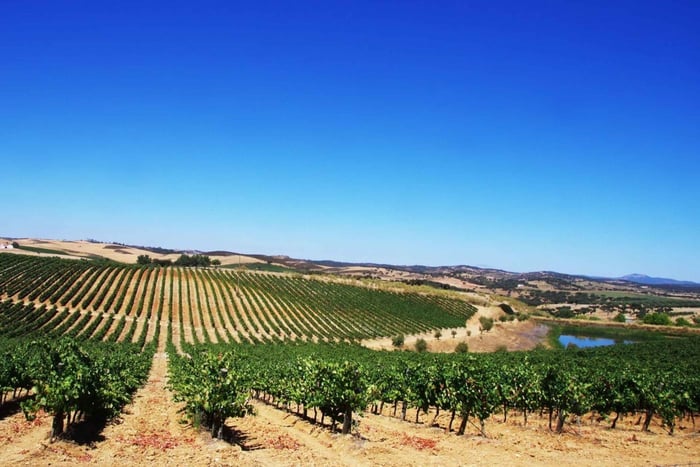 Fra Lisboa: privat Alentejo (Talha) viner og romersk rute