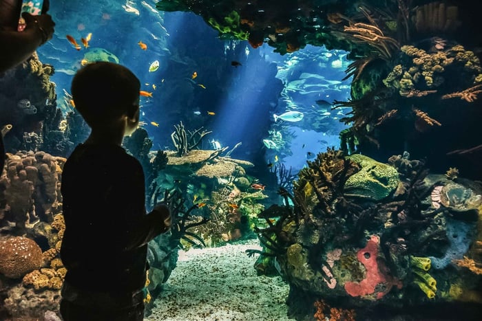 Oceanário de Lisboa Entrance Ticket