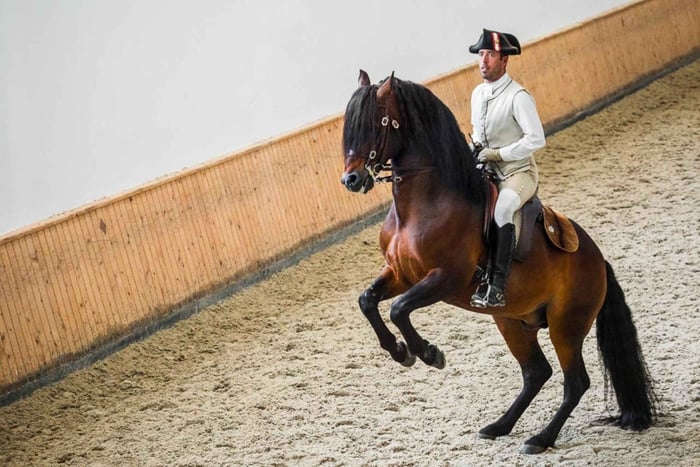 Lissabon: Portugese Rijschool Training met Lusitano Paard
